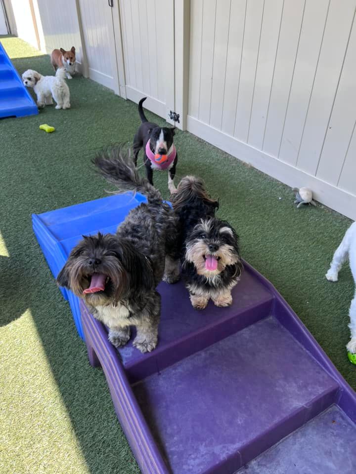 Dog Daycare Newburgh, IN Pups N Paws Playcare