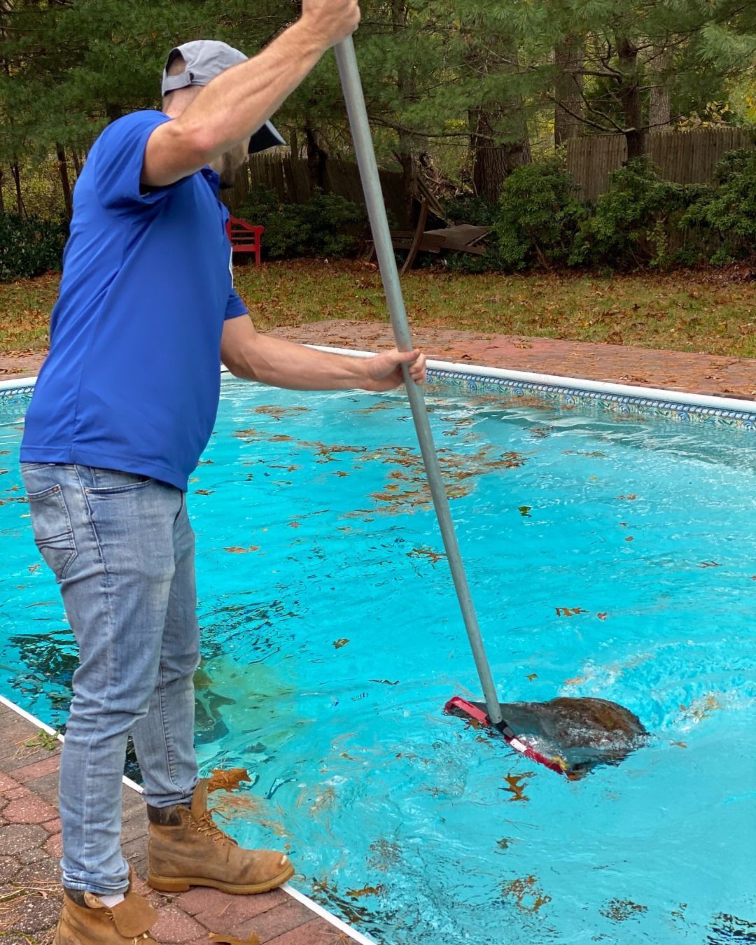 A person in a blue shirt and jeans uses a long-handled net to skim leaves from a swimming pool.