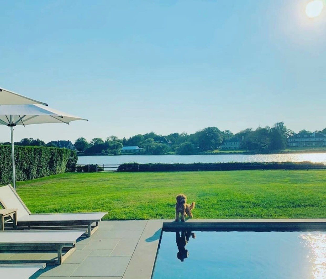 A small brown dog stands at the edge of a swimming pool overlooking a green lawn and a lake under a bright, sunny sky.