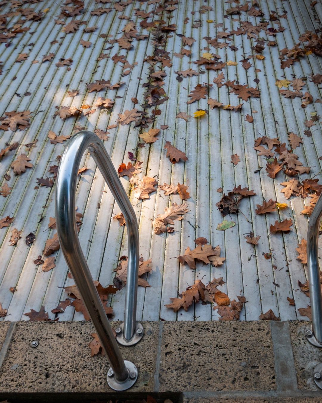 A stainless steel pool ladder sits over a covered pool surface scattered with many fallen brown autumn leaves.