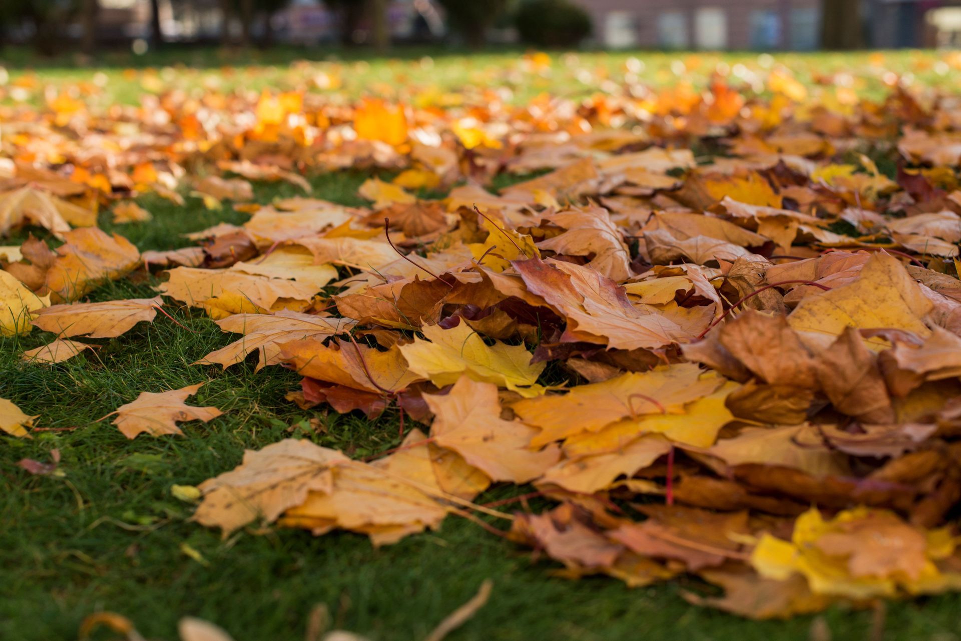 Autumn leaves scattered on green grass in a park, with warm orange and yellow tones.