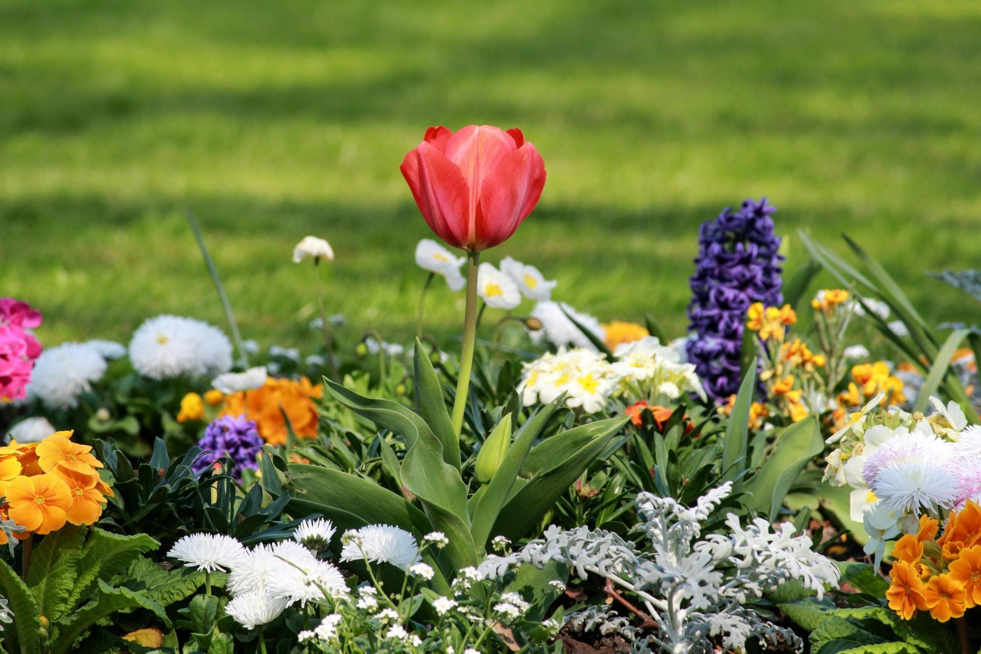 Colorful spring garden with a red tulip, purple flowers, and white blossoms in bloom