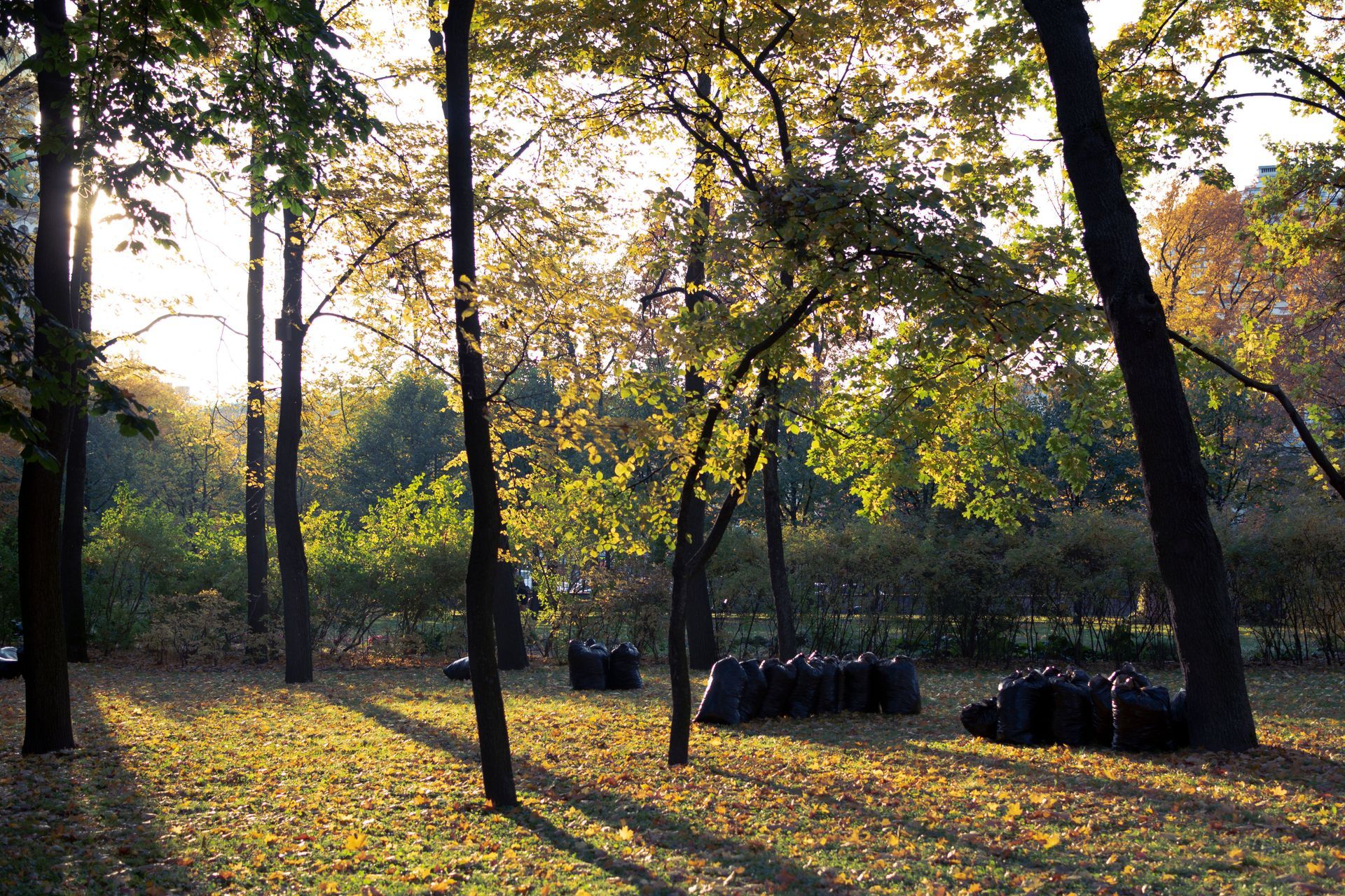 Sunlit forest clearing with tall trees casting long shadows over fallen autumn leaves