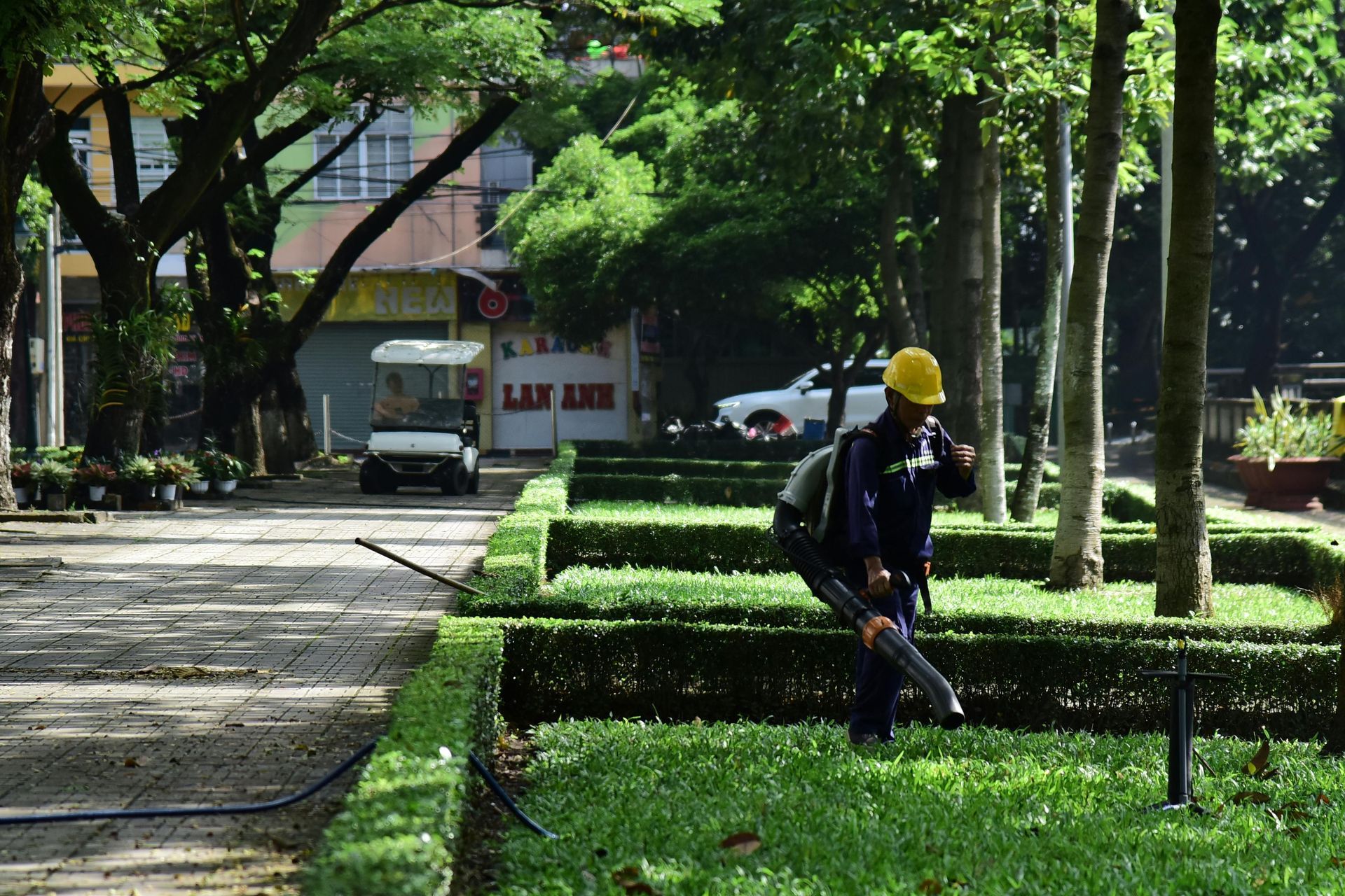 Worker in yellow hard hat trimming hedges along a tree-lined sidewalk in a park-like area