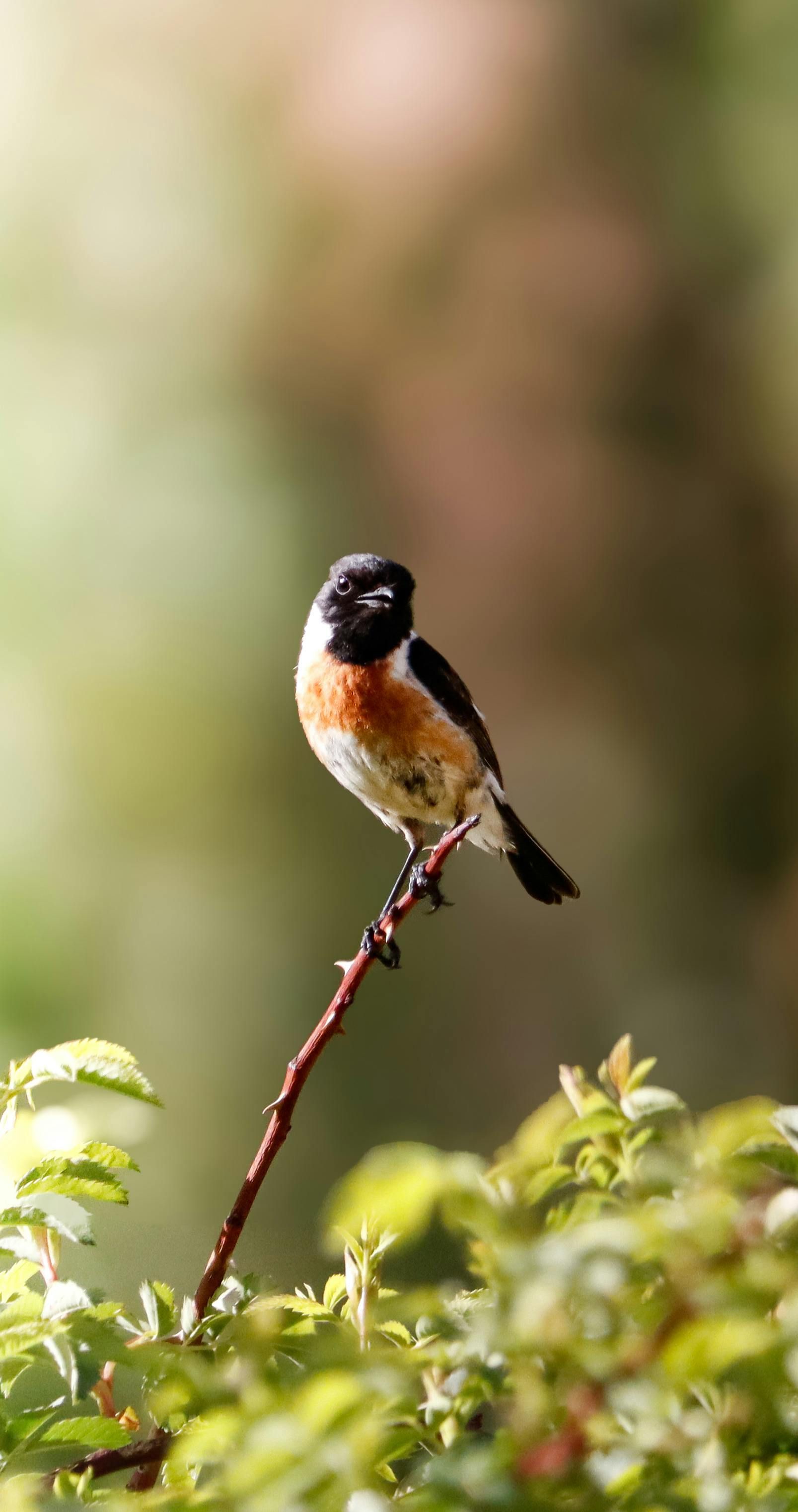 Small black, white, and orange bird perched on a thin branch against a blurred green background