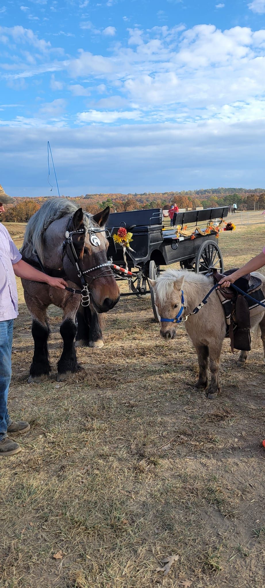 A man is standing next to a horse and a pony in a field.