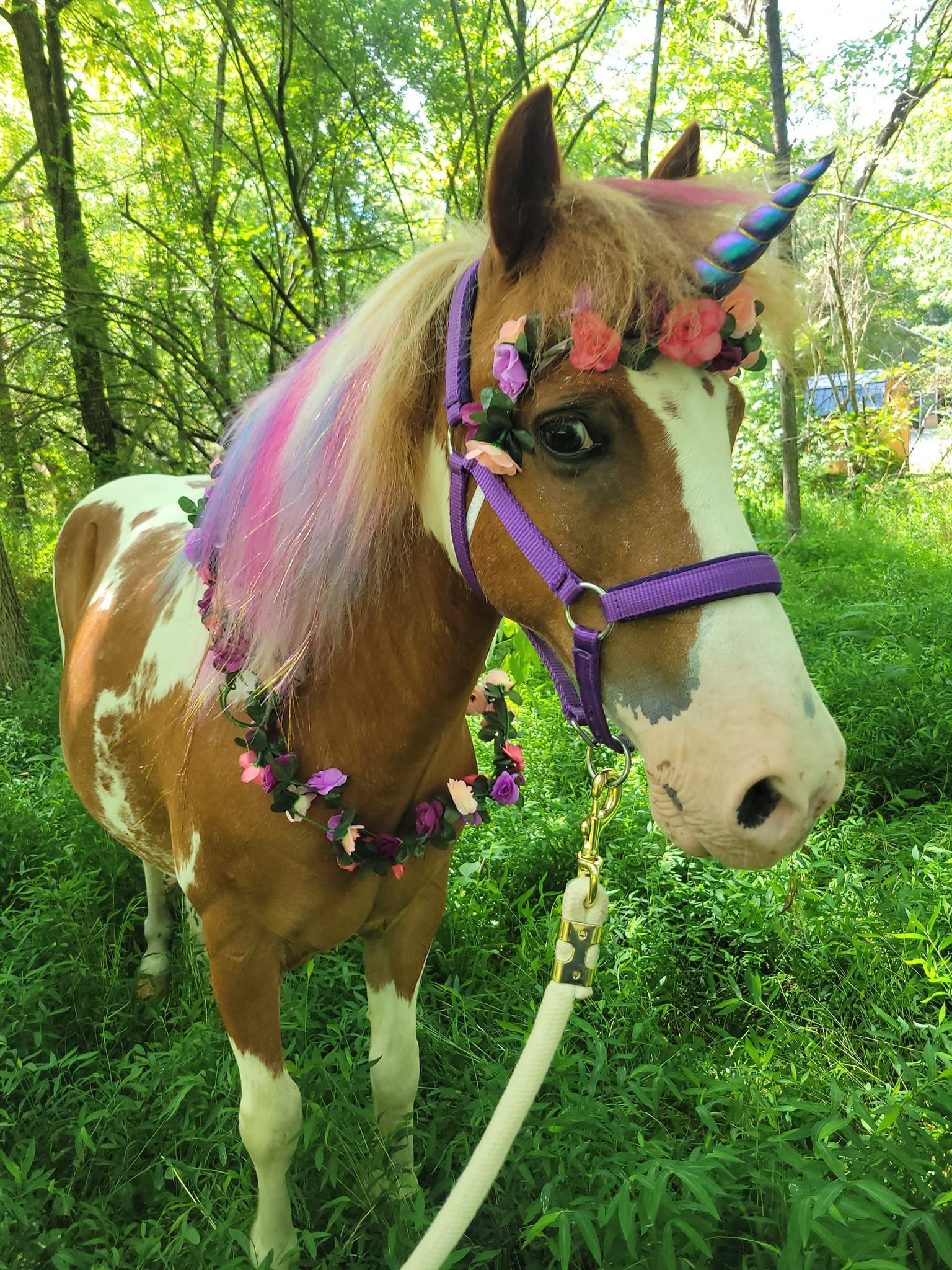 A brown and white horse wearing a unicorn costume is standing in the woods.