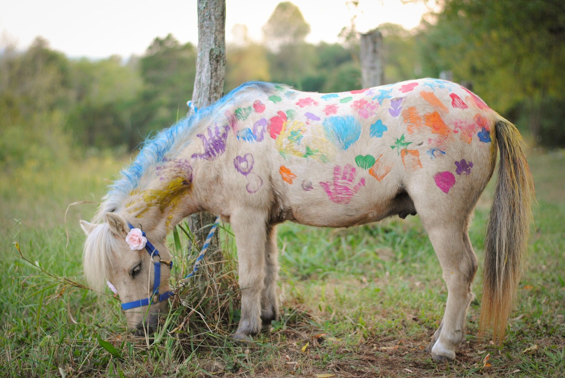 A pony with colorful paint on its body is grazing in a field.