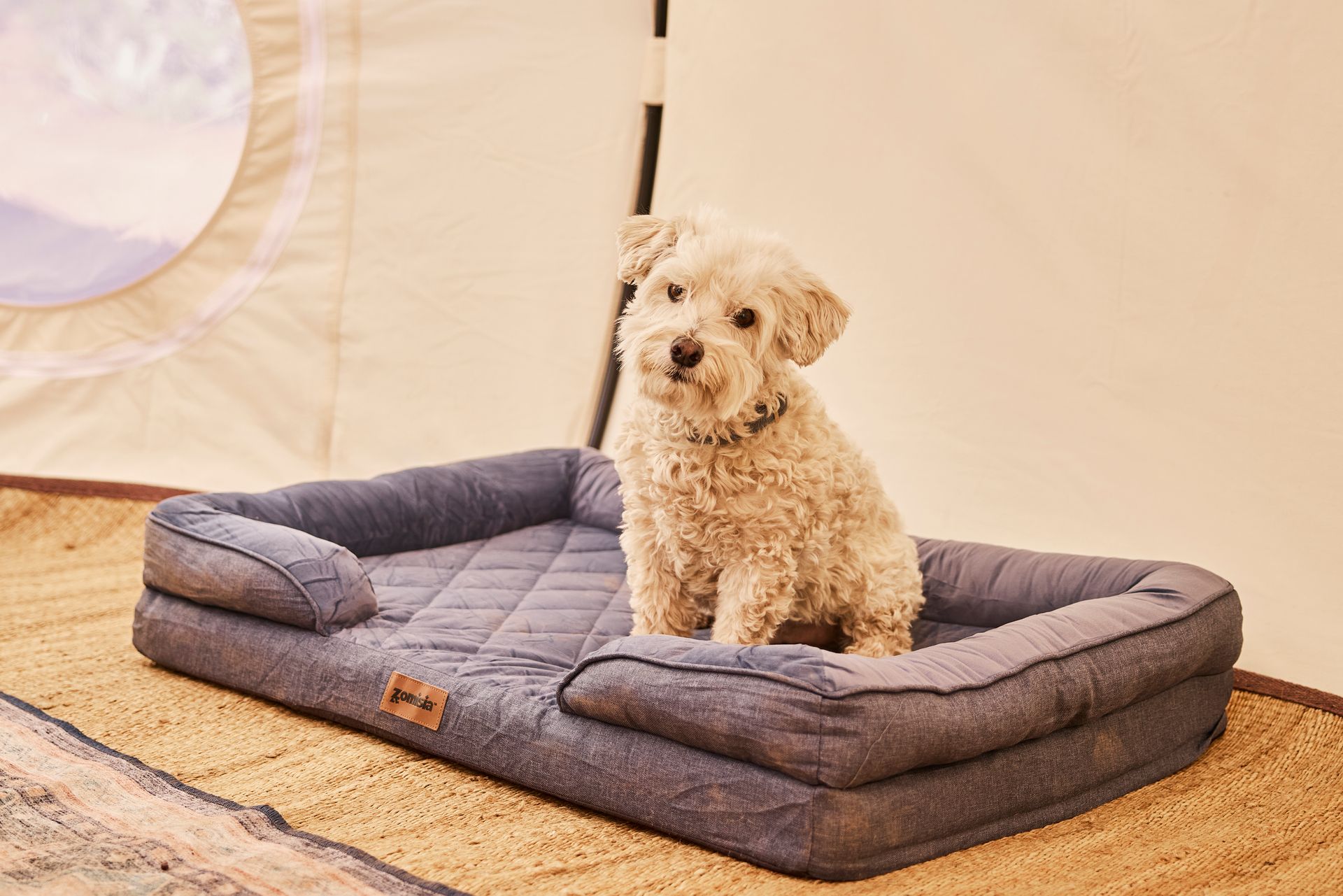 Small curly tan dog sitting on a gray pet bed inside a light-colored tent