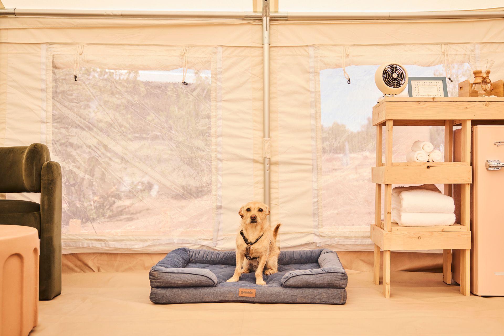 Dog sitting on a blue cushion in a bright tented room beside a shelf with folded towels.