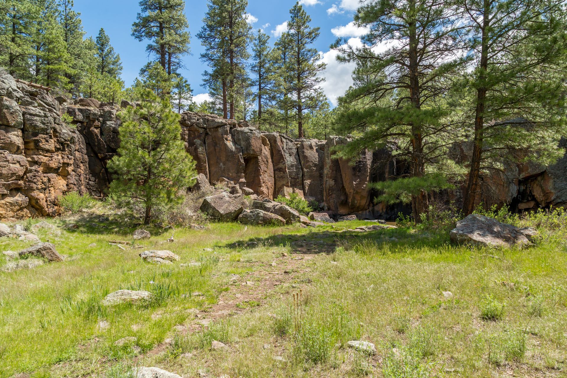 Rocky forest clearing with tall pines and green grass.