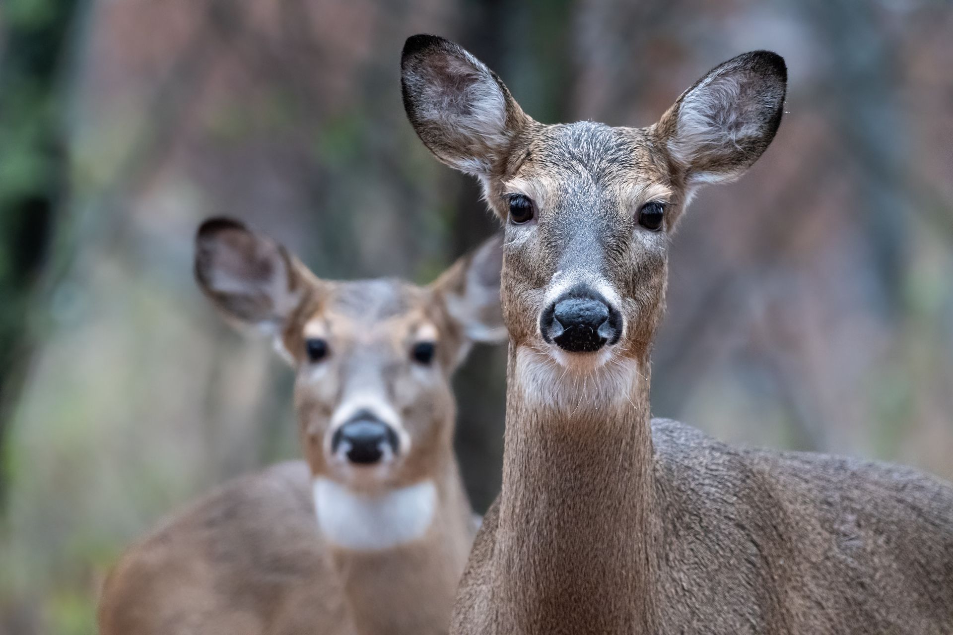 Two deer with brown fur stand in a forest, looking directly at the viewer.