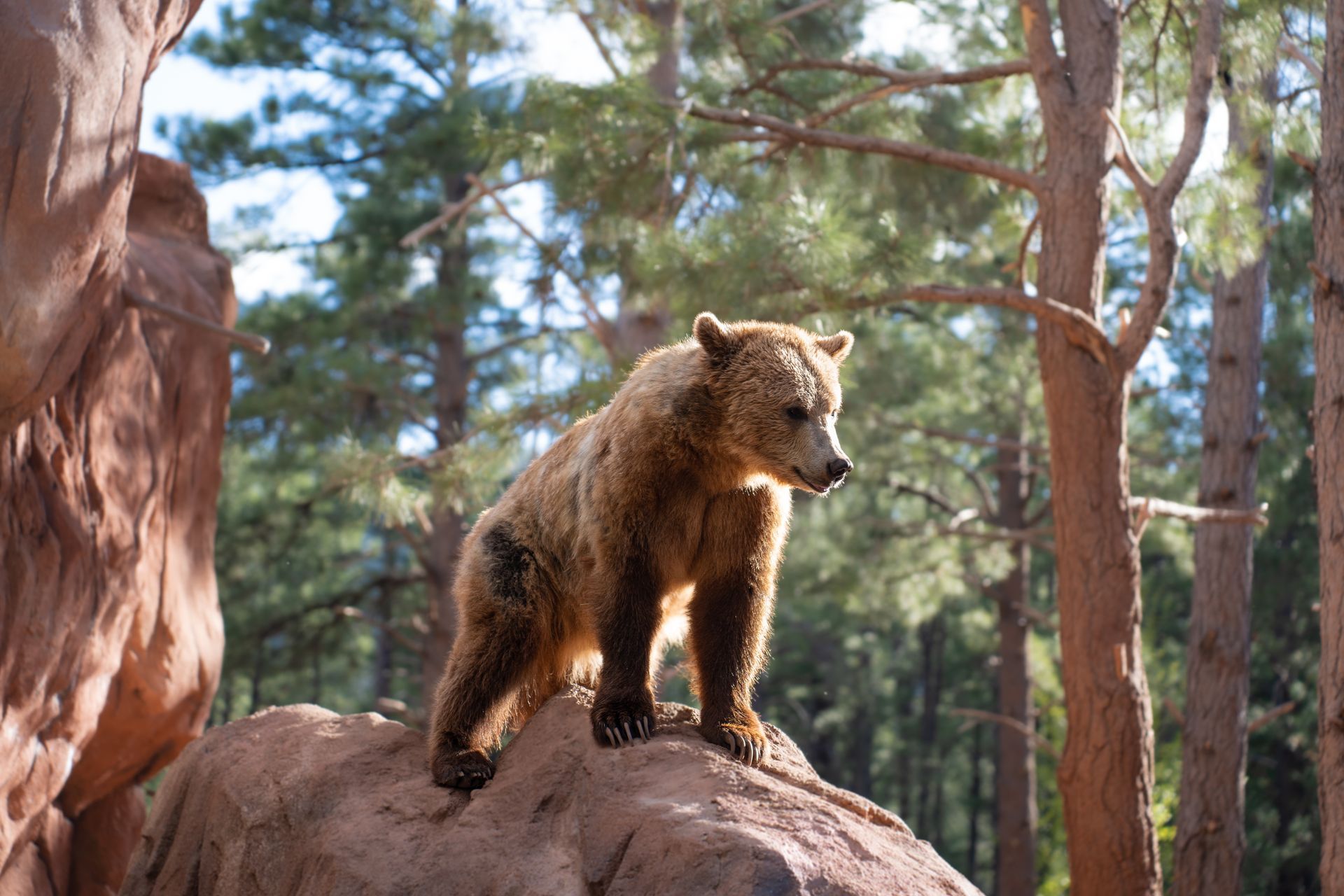 Bear standing on a rock in a forest, brown fur, sunny.