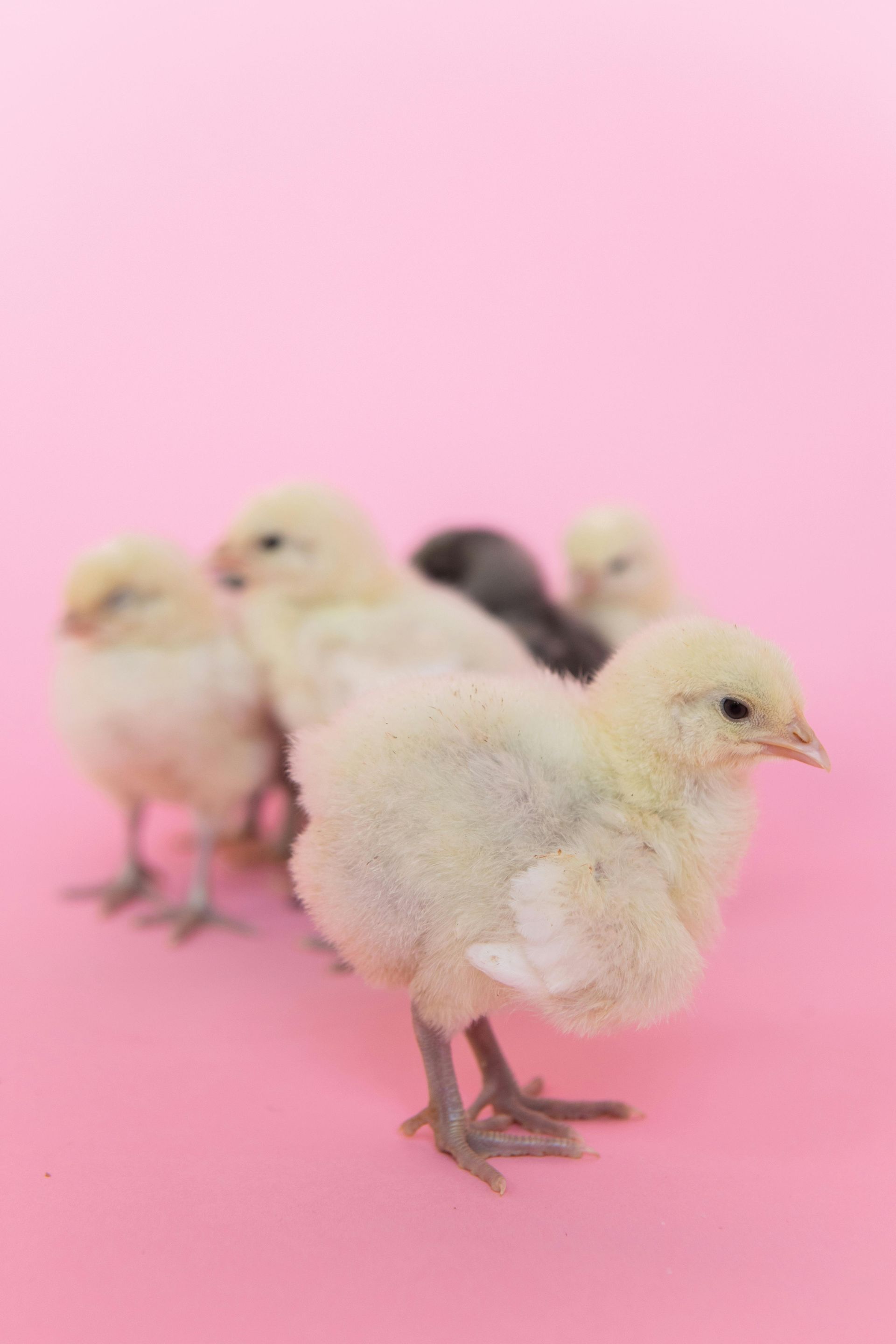 A group of baby chickens standing next to each other on a pink background.