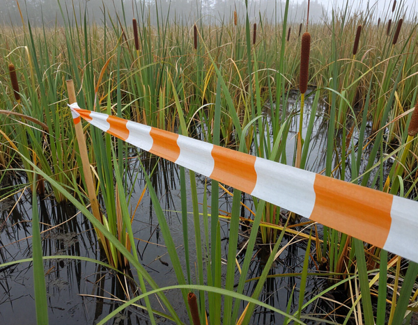 Wetland delineation flagging
