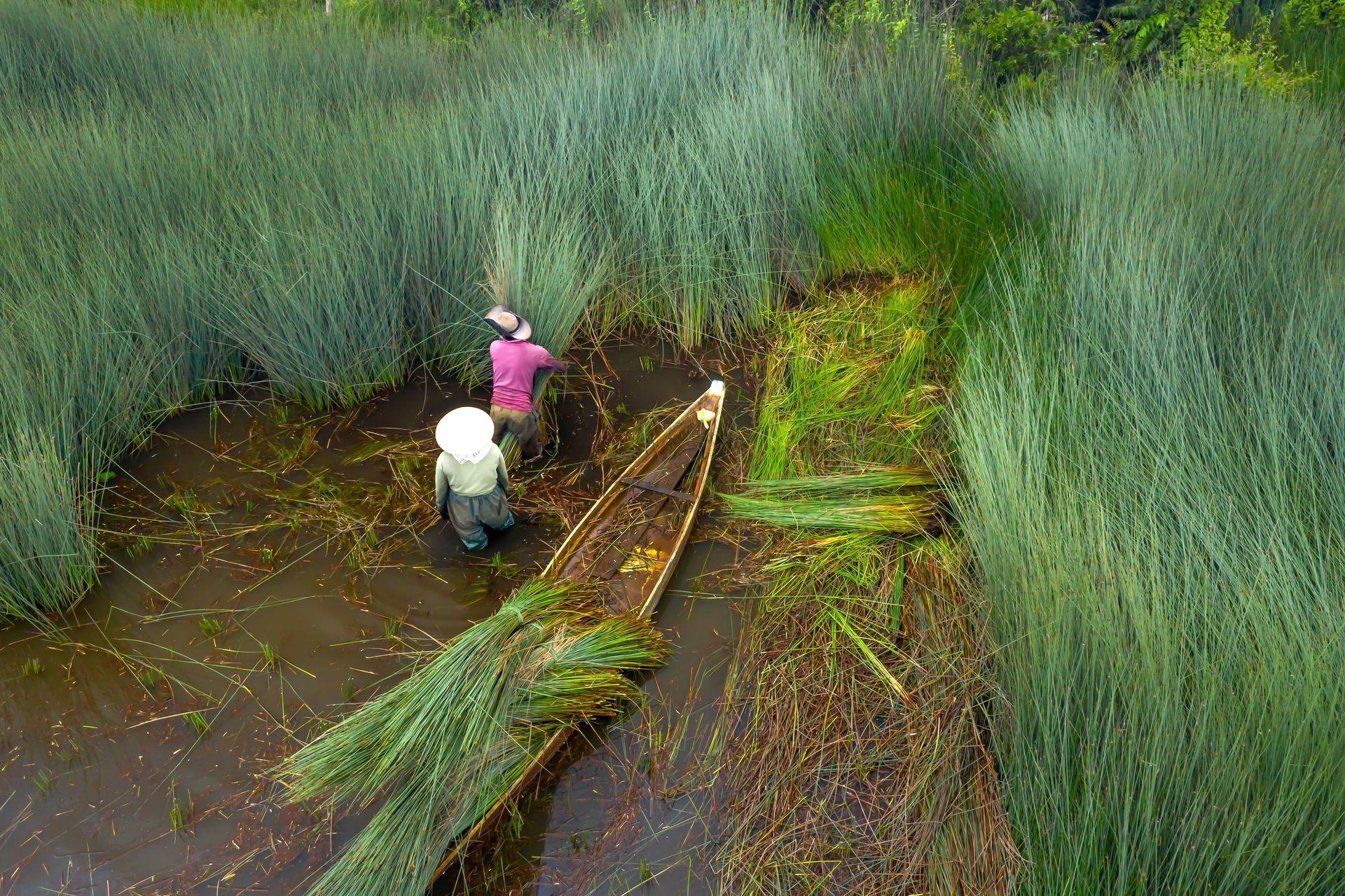 Vegetation sampling in a wetland
