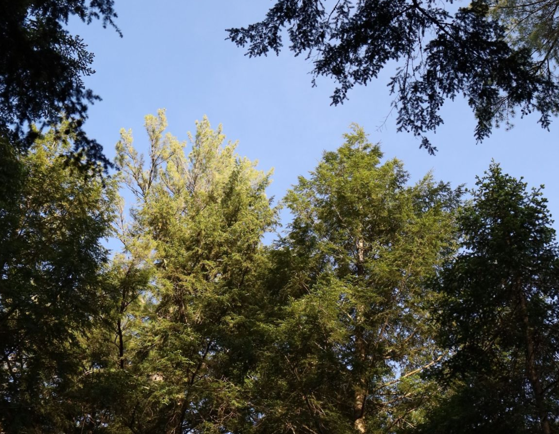 Tall green trees against a blue sky, viewed from below through dark leafy branches