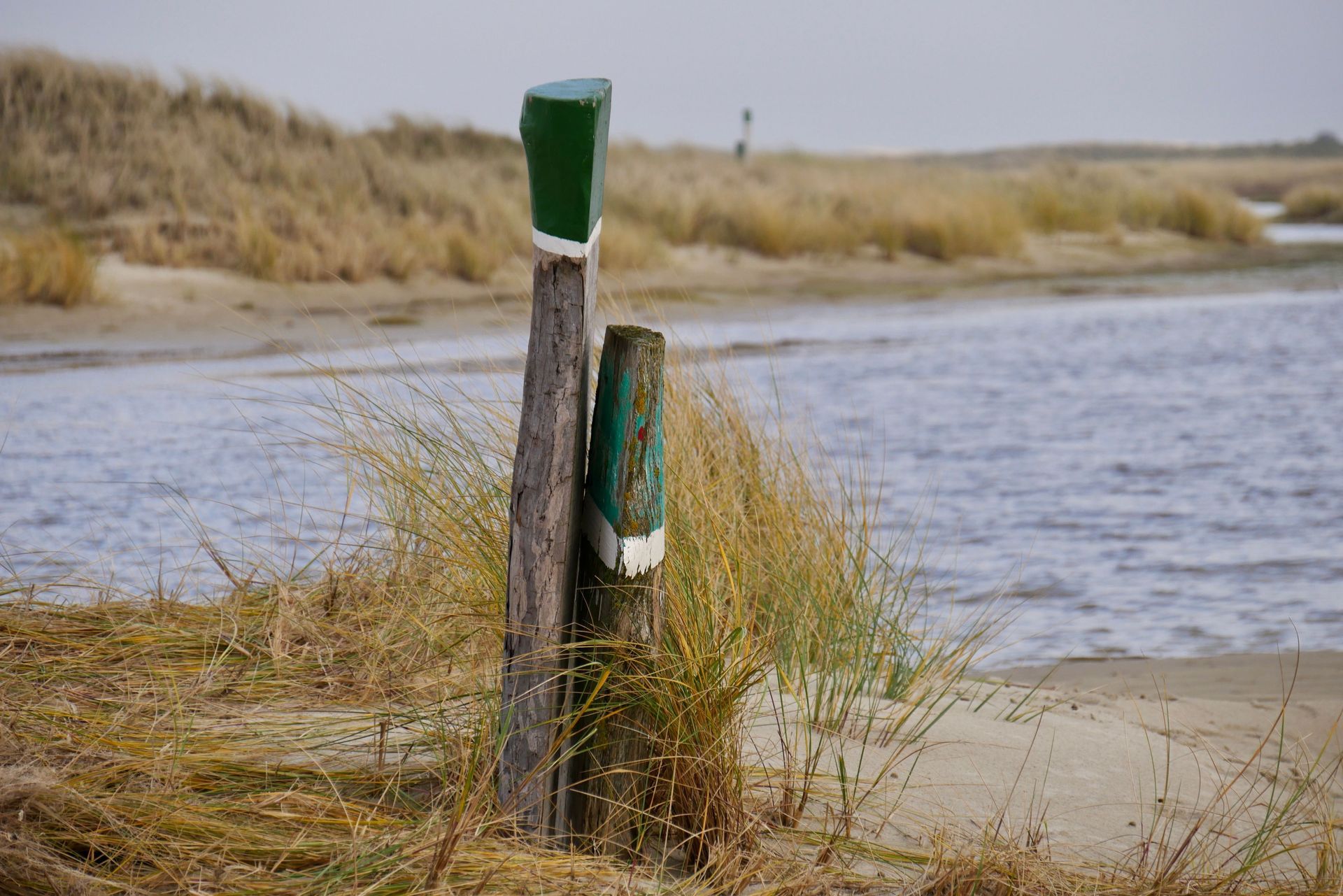 Soil probing in a wetland