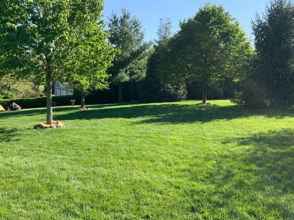 A lush green field with trees in the background