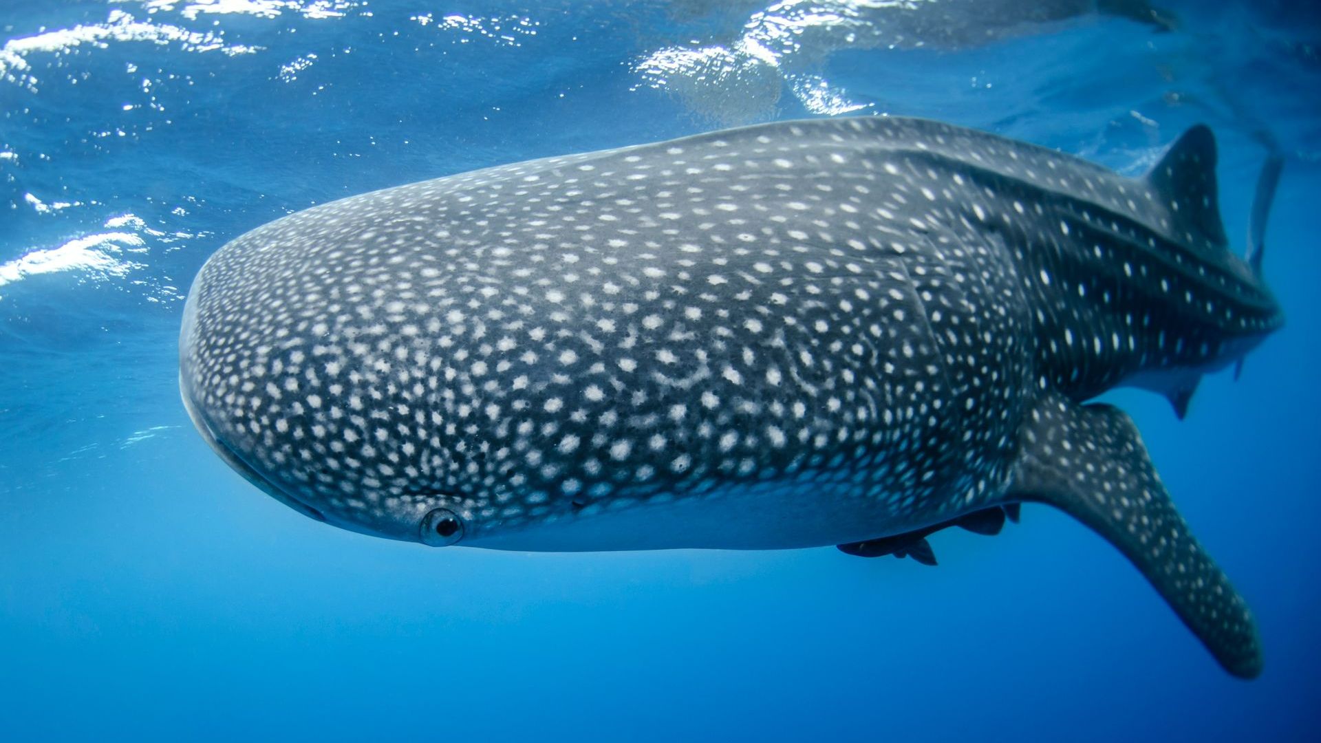 Whaleshark in La Paz Whaleshark in La Paz