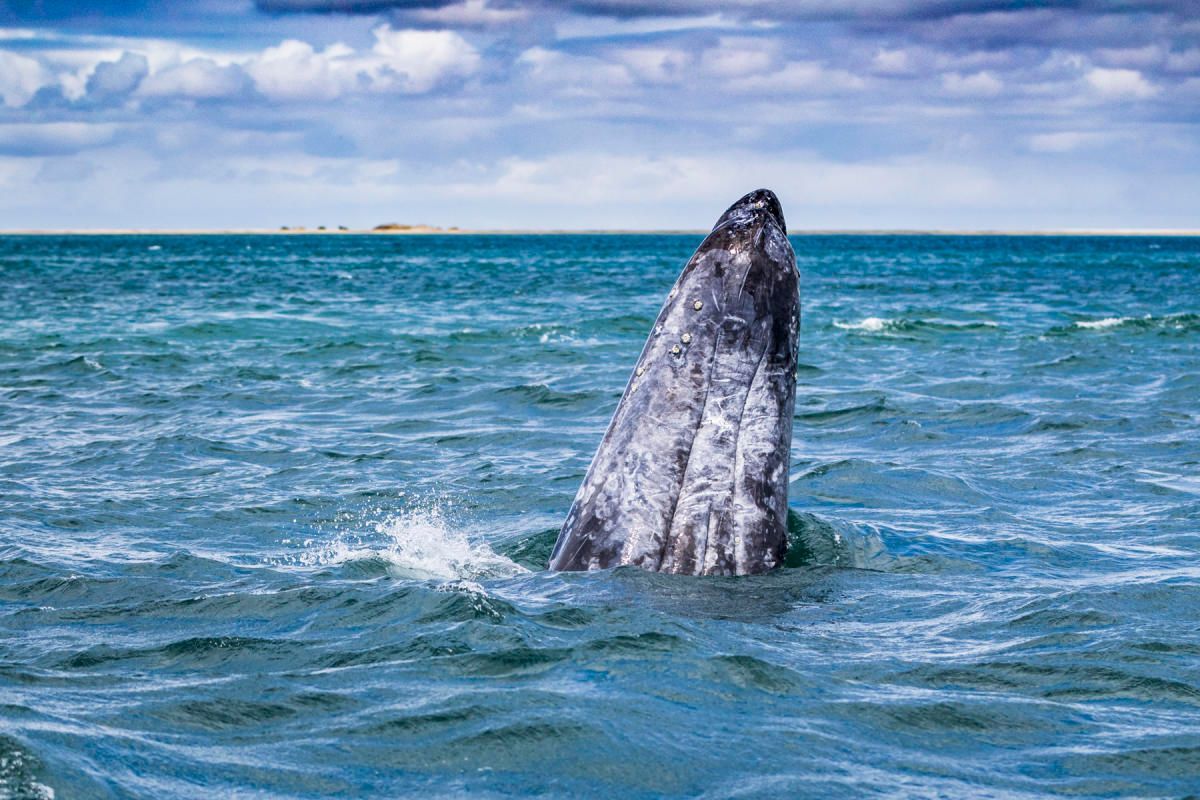 ballena gris saliendo del mar