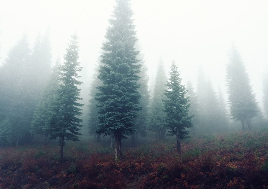Foggy evergreen forest with tall pine trees and a misty, muted landscape