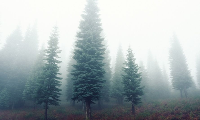 Foggy evergreen forest with tall pine trees fading into mist