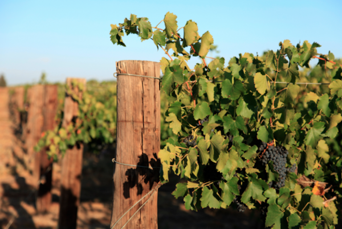 Grapevines growing along wooden posts in a sunny vineyard.