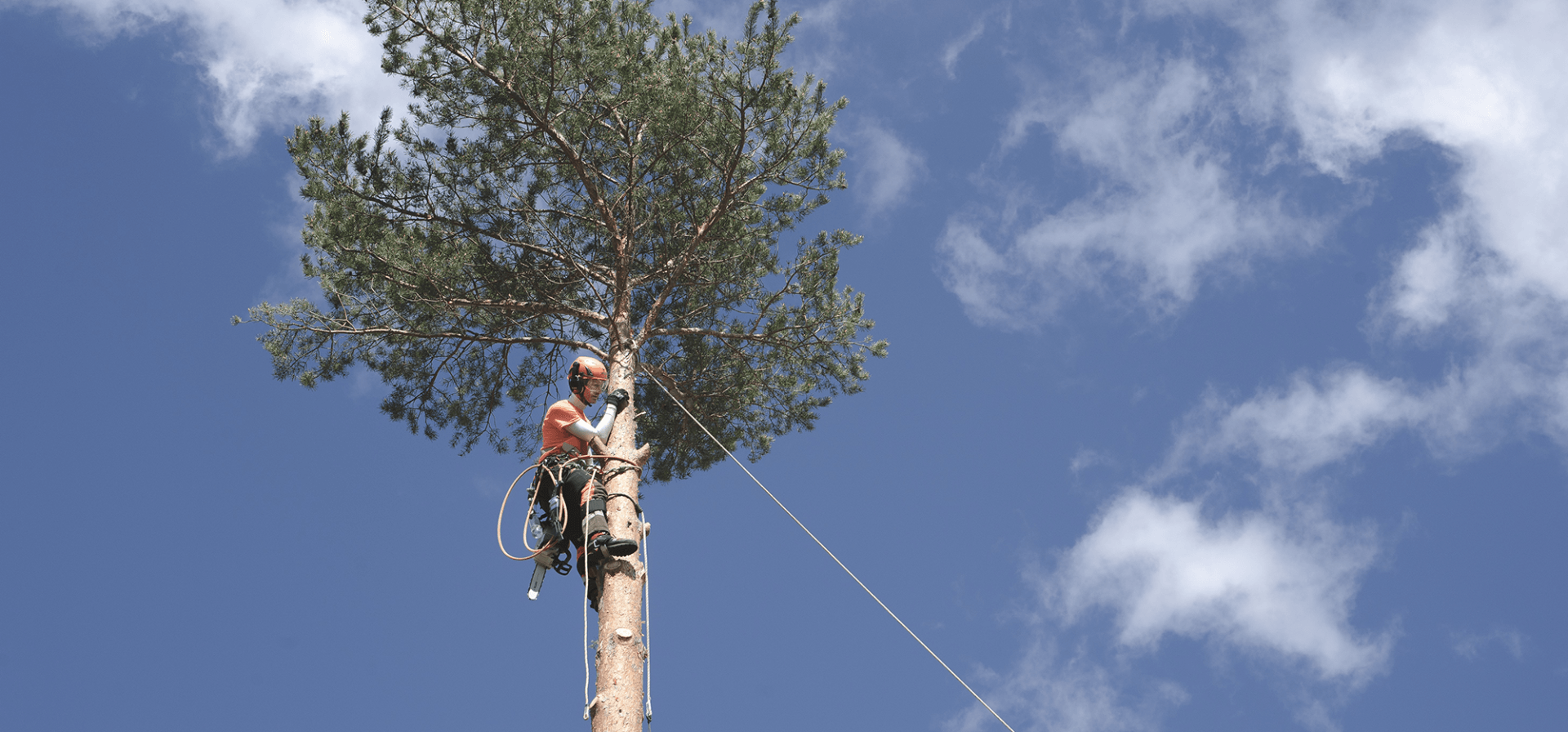 A man is climbing a tree with a chainsaw.