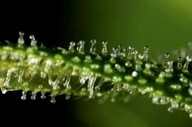 Learn about Trichomes