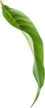 Uma folha verde com haste amarela sobre fundo branco.
