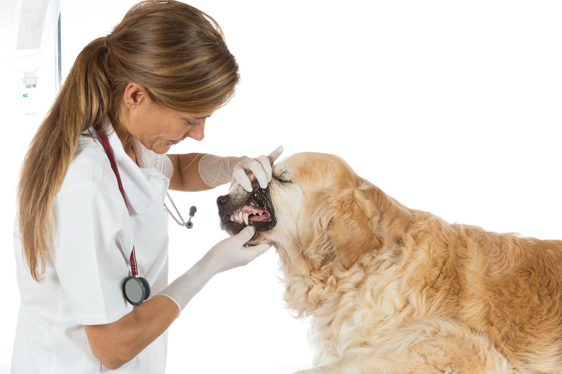 veterinarian checking dog's teeth