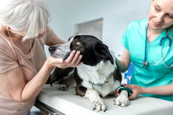 dog owner comforting pet on vet table