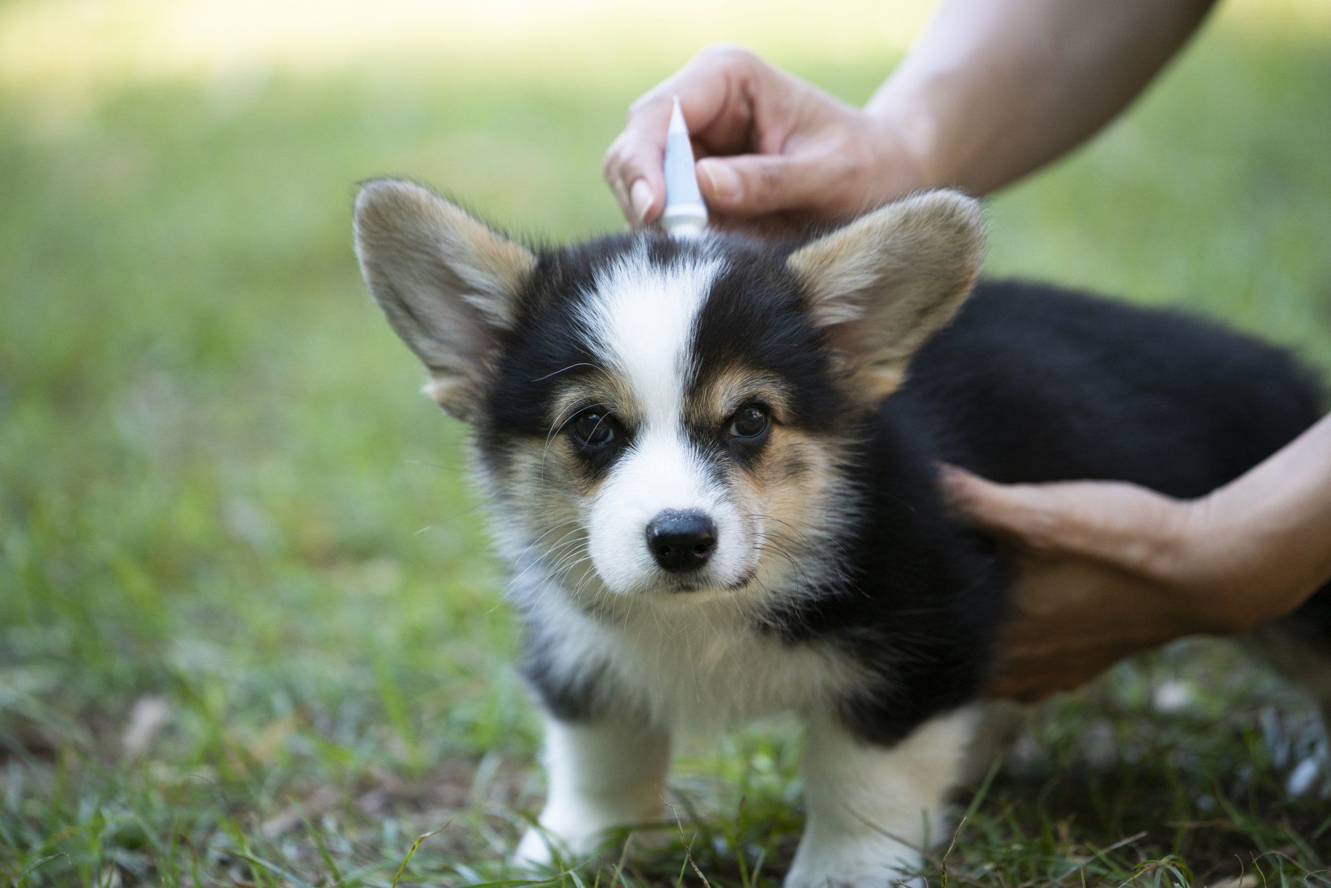 applying flea medicine to the top of a small dog's head