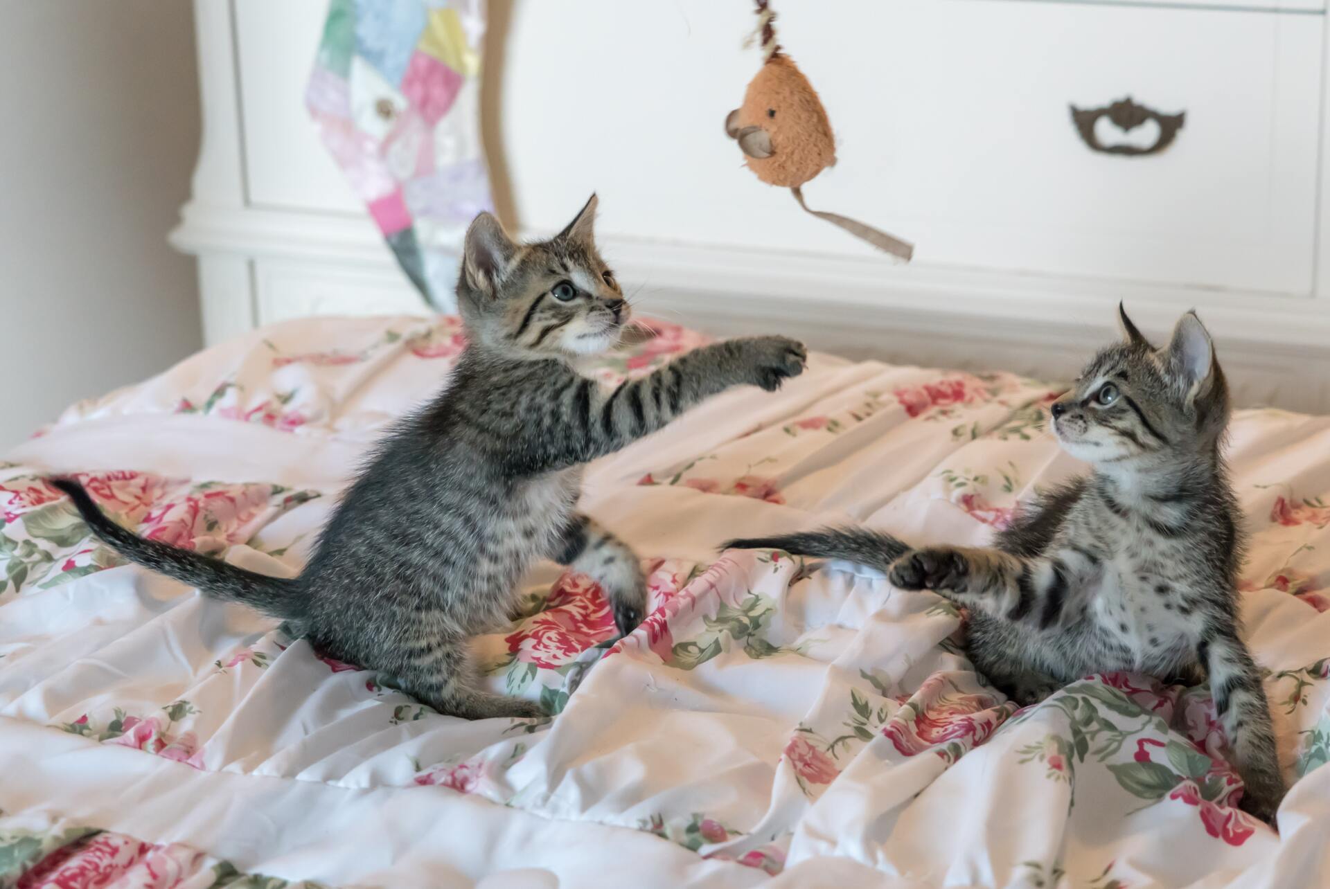 Pet Vaccinations for indoor pets