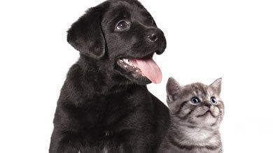 happy puppy and attentive kitty