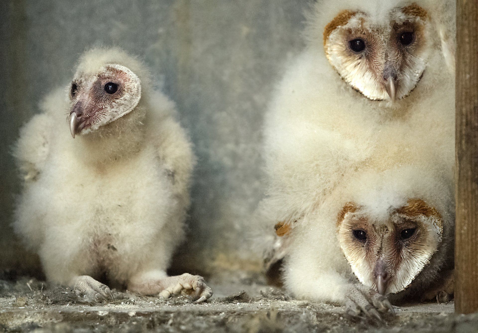  Barn owl chicks in a construction site. Napa, California 