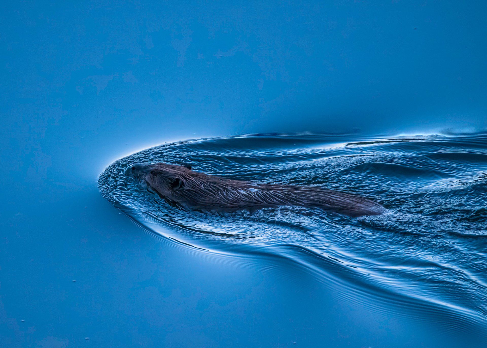  Castor canadensis, aka the North American beaver, plying the waters of Davis Creek Reservoir before dawn. 