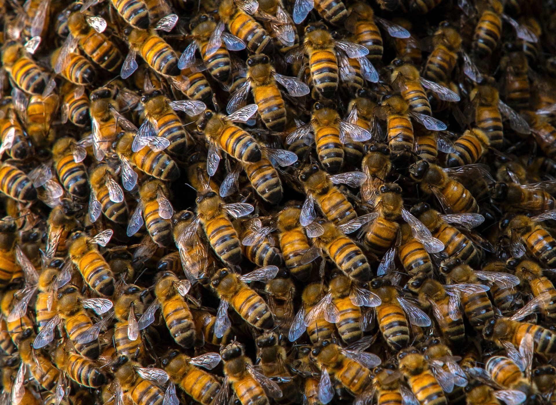  A honey bee swarm before making a new hive in the hollow of an old oak tree. 