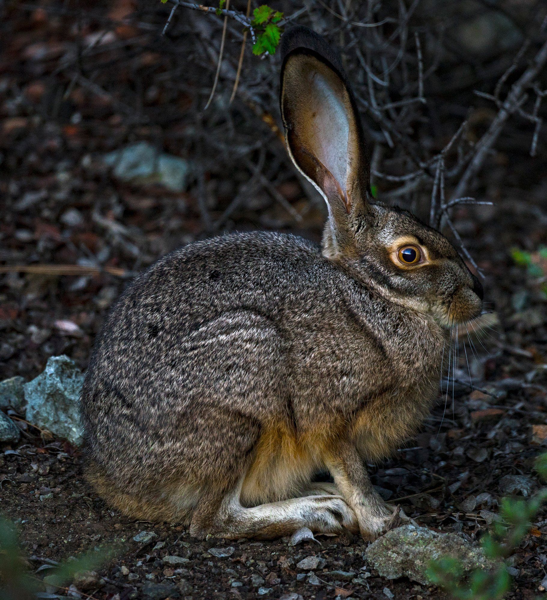  Black tailed jackrabbit, Coast Range, California 