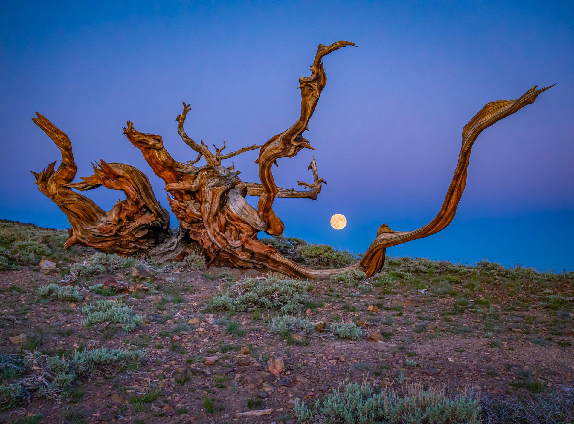  Full moon rising, White Mountains, California 