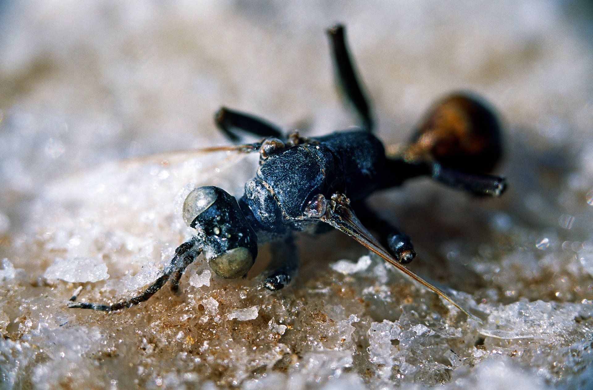  Salt encrusted wasp. Lake Eyre, South Australia 