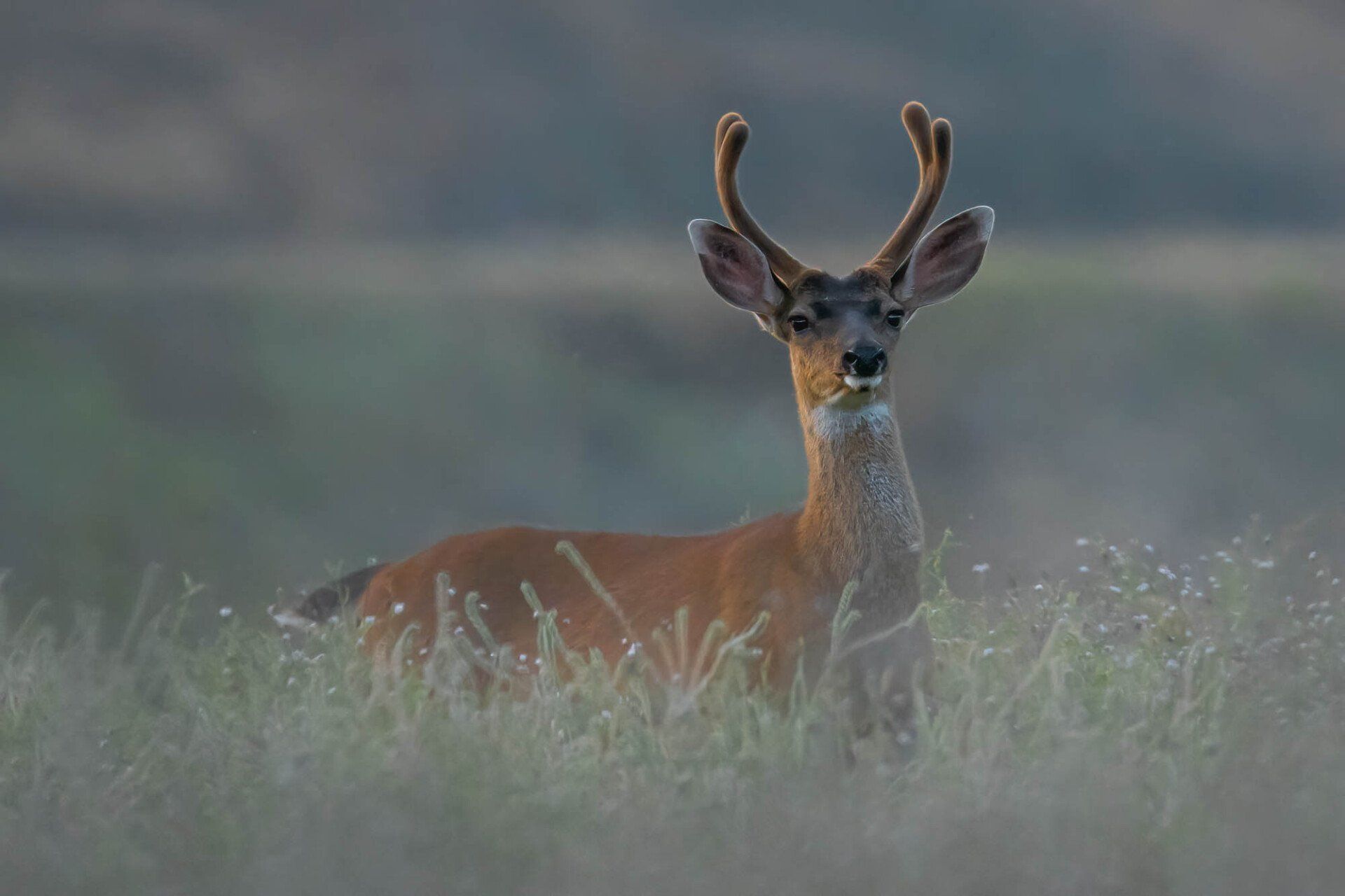  Early evening buck, McLaughlin Reserve, California. 