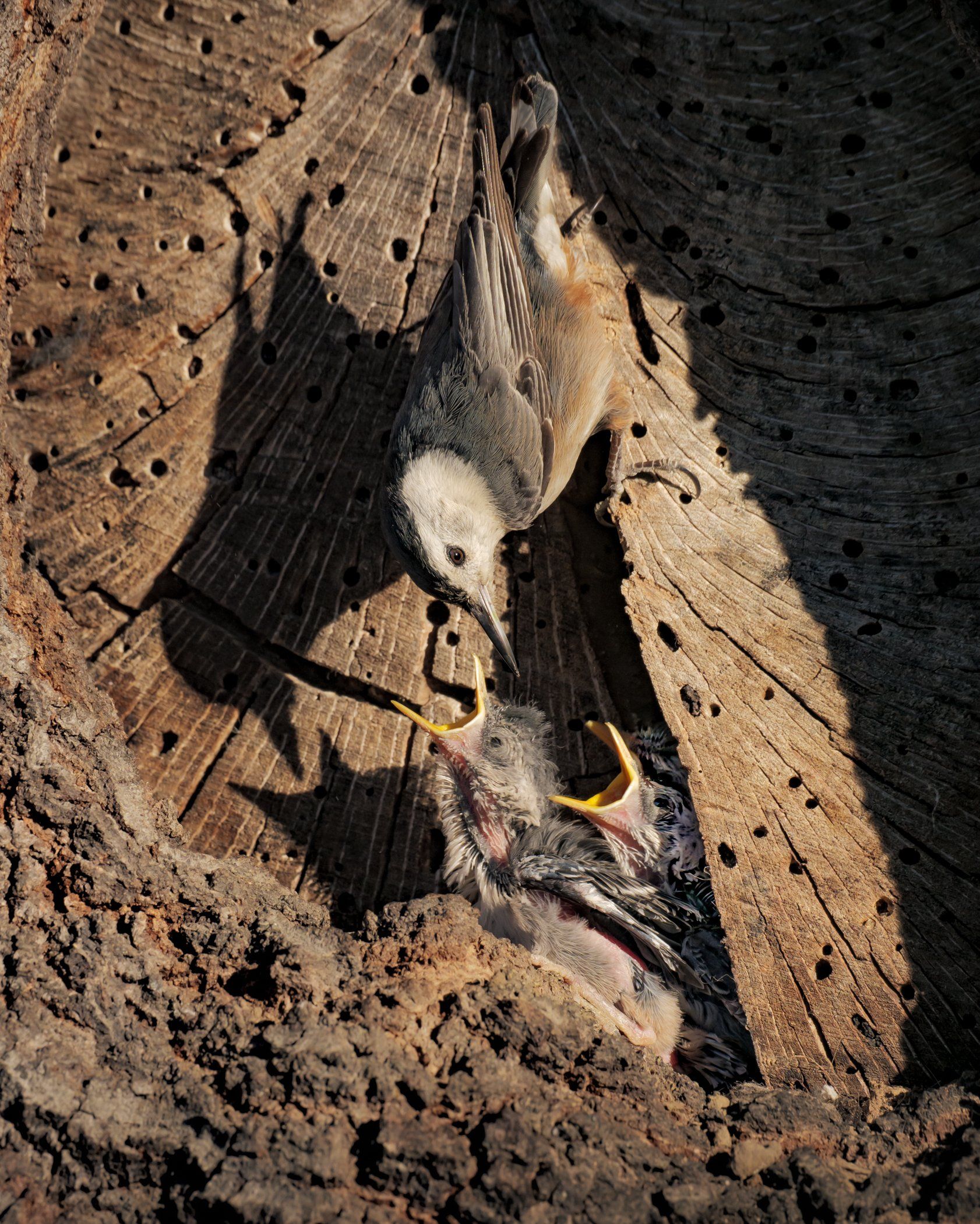  A nuthatch feeds its chicks. 