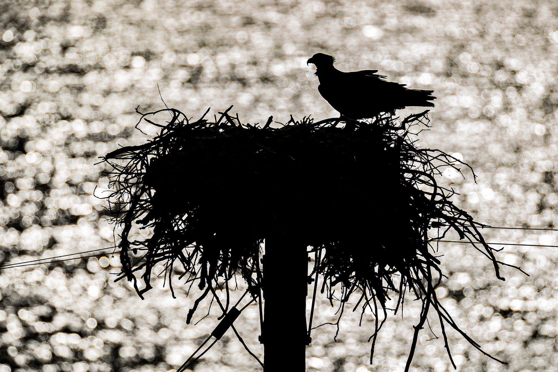  Osprey on its nest, Lake Berryessa, California 