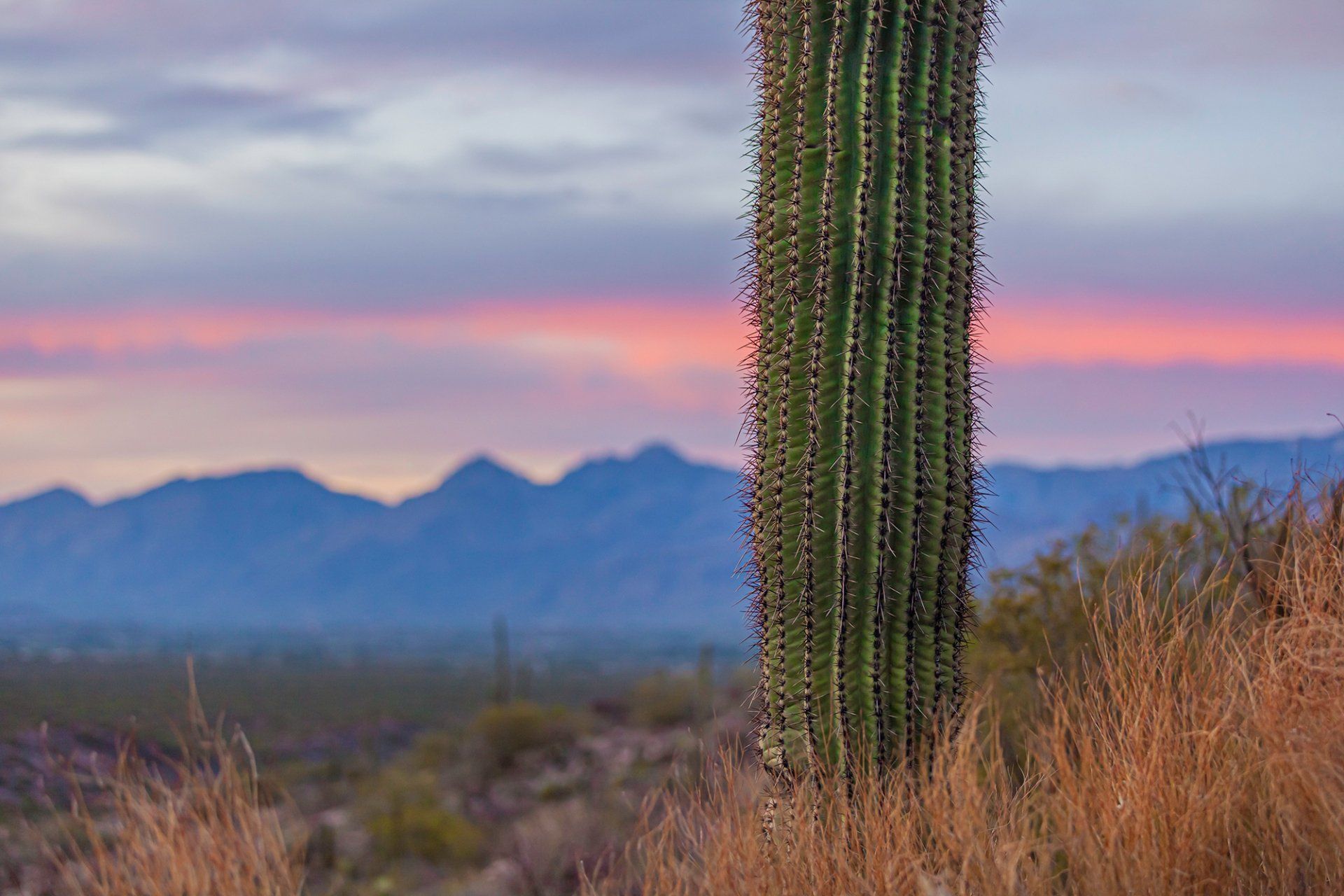  Saguaro National Park, Arizona 