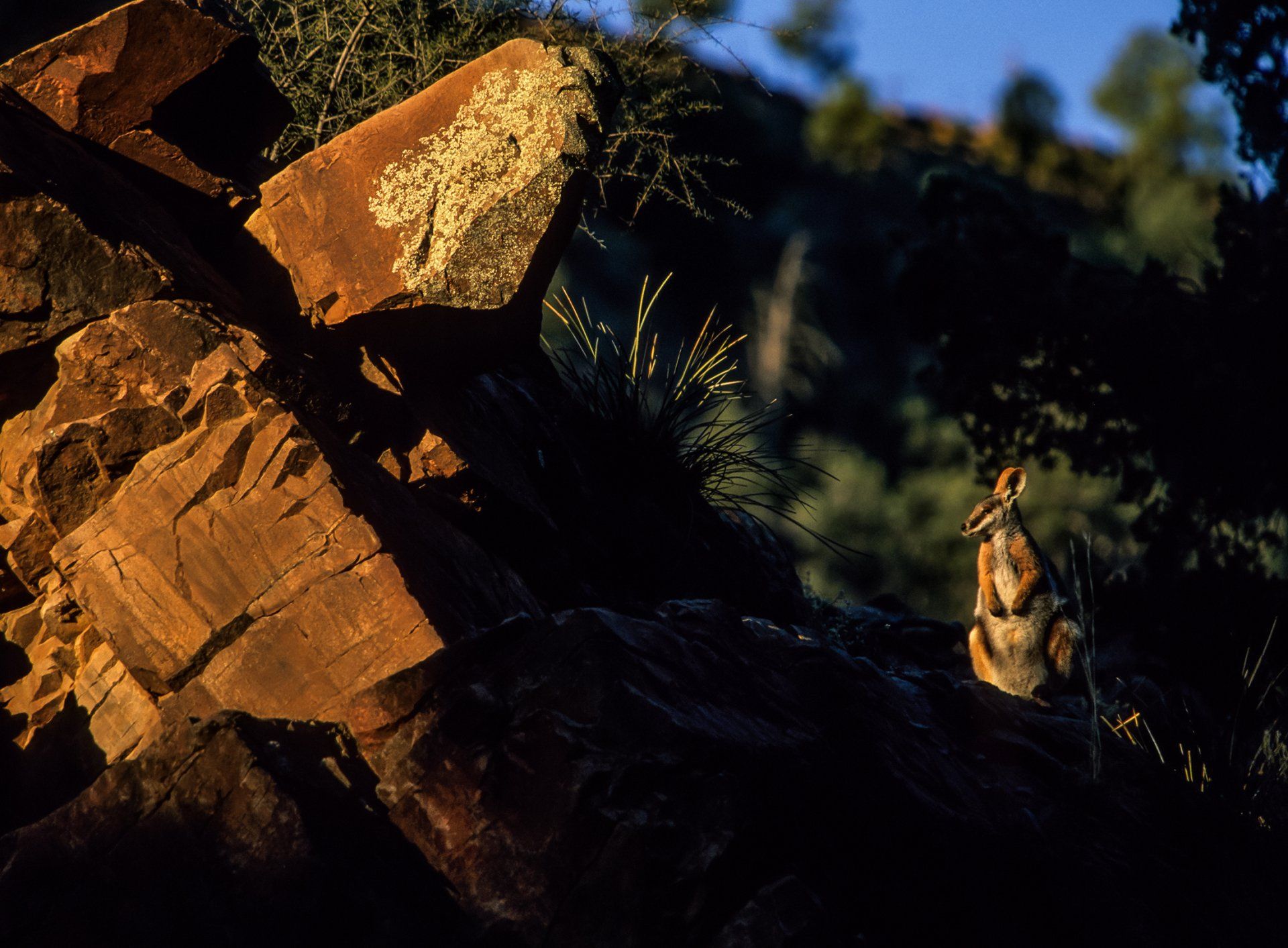  Endangered Yellow Footed Rock Wallaby, Flinders Ranges, South Australia 