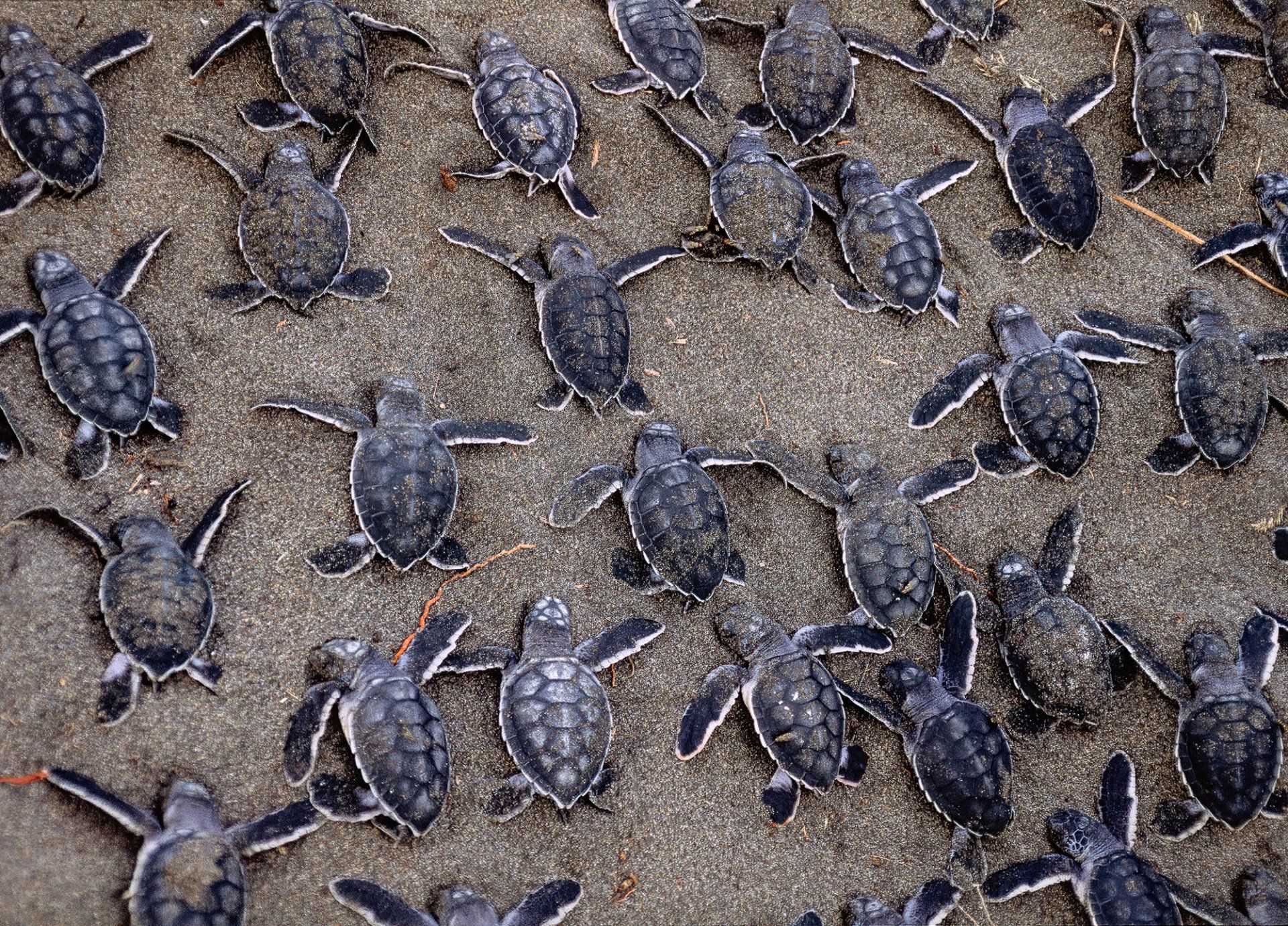  Rescued green sea turtles, Tortuguero, Costa Rica 