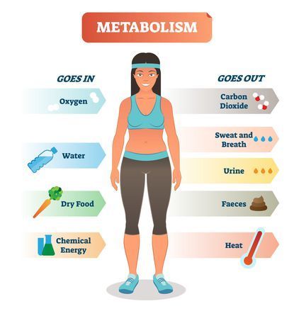 A woman is standing in front of a diagram of her metabolism.