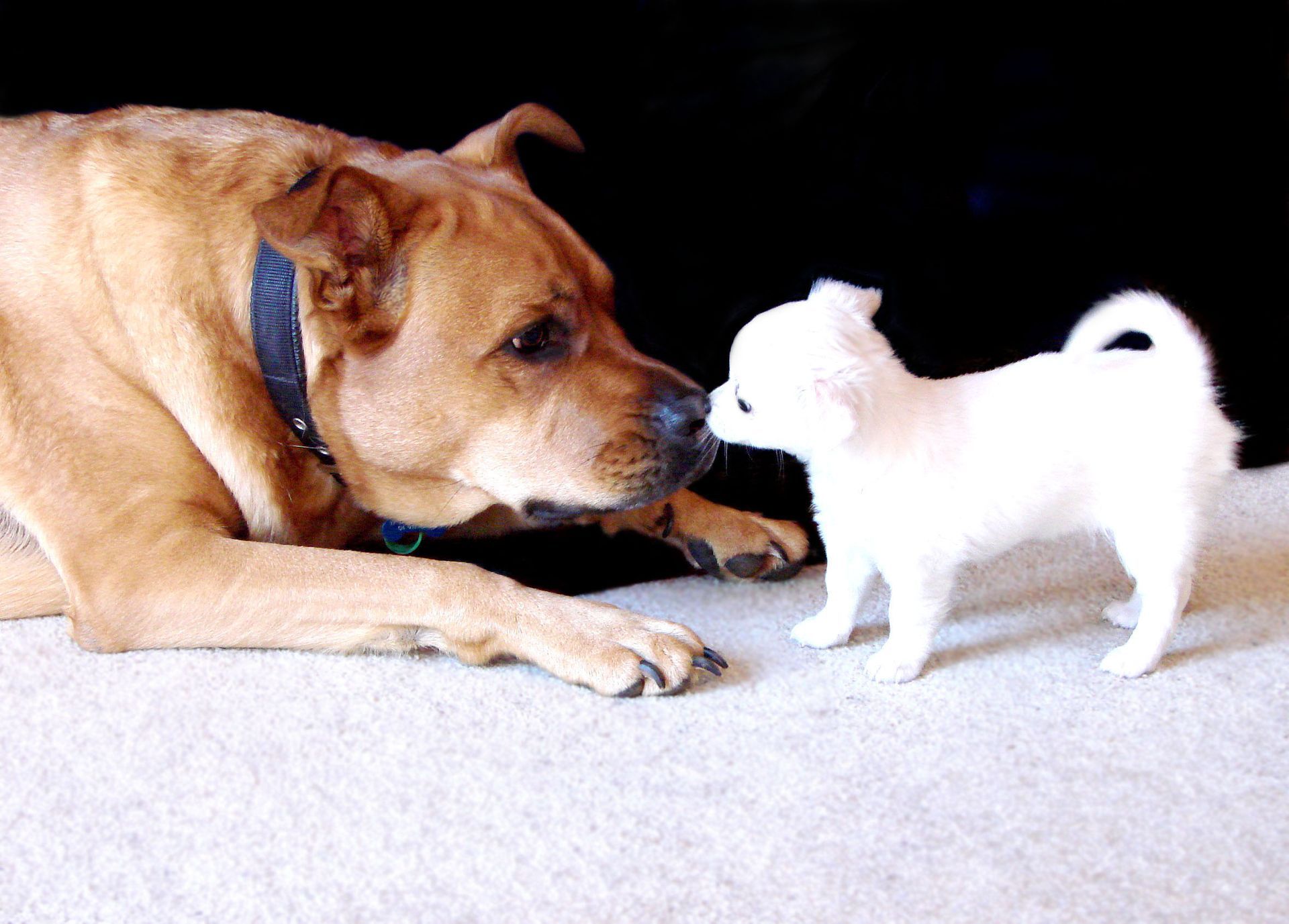 A dog and a small white dog are looking at each other.